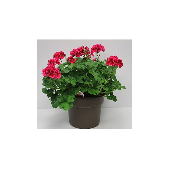 300__10inch_Geranium_Tub_(6)
