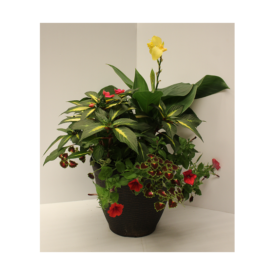 Touch_of_Tropics_Combo_(2)