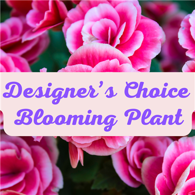 Designers_Choice_Blooming_Plant